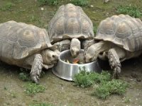 Kaplumbağalar gününü gün etti