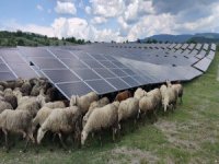 Güneş paneli temizleyicileri keçiler