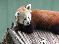 Kızıl panda hayvanat bahçesinde