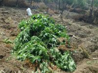 Bandırma’da uyuşturucu operasyonu