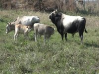 'Boz sığır' ırkı koruma altında