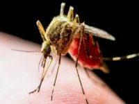 Sivrisinek ısırıklarına dikkat