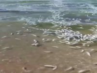 Bursa'da balık katliamı