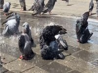 Bursa'da güvercinler böyle serinledi