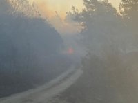 Karacabey'de orman yangını