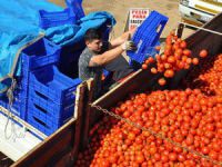 Rusya'nın almadığı domates 10 kuruştan satılıyor
