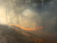 Yılın ilk orman yangını