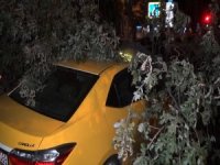 Taksi durağına ağaç devrildi