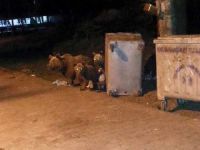 Uludağ’da aç kalan ayılar çöplere saldırdı