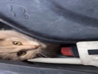 Aracın kaputundan kedi çıktı