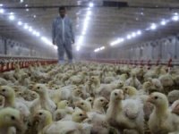 Tavuk üretimi azaldı
