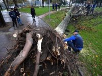 Devrilen 350 ağaç kaldırılıyor