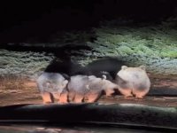 Uludağ'da ayıların uykusu gelmedi