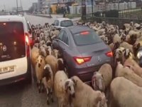 Koyun sürüsü trafiği kilitledi