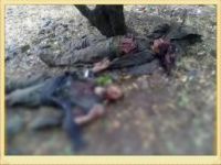 Ağrı'da 3 terörist öldürüldü