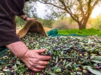 Zeytin ihracatında rekor