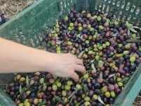 Hasat sonrası zeytin ağaçlarını budamayın