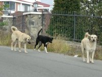 “Köpekler beden dilimizi anlıyor”