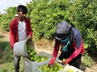 Suriyelilerin dönüşü tarım sektörünü sekteye uğratır mı?