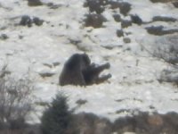 Kar üzerinde birbirleriyle oynayan 2 ayı böyle görüntülendi