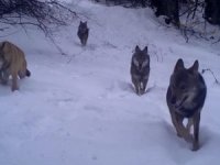 Uludağ'daki kurtlar fotokapana böyle takıldı