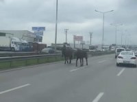 Başıboş atlar ana yolu hipodroma çevirdi