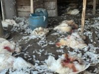Bursa'da saldırgan köpekler 35 hayvanı parçaladı