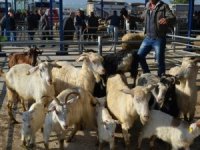 Balıkesir'de şap alarmı