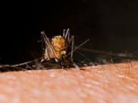 Zika virüsü 2,2 milyon kişiyi tehdit ediyor