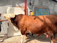 Paşa, araba fiyatına alıcısını bekliyor