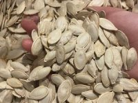 Çekirdekte "Salmonella", zencefilde "Bacillus cereus"!