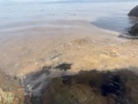 Gemlik'te kabus sürüyor!