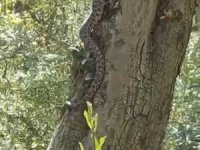 2,5 metrelik yılan korkuttu