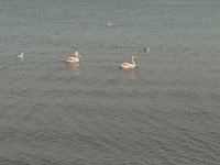 Pelikanlar İznik Gölü'nü süsledi