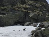 Uludağ'ın sakinleri uyandı