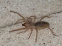 Zehirli etçil sarı kız o ilde görüldü