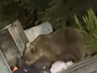 Uludağ’da ayılar çöplere dadandı