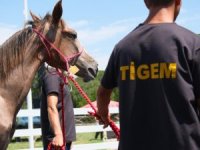 TİGEM tay satışı ve koşulardan bu yıl 500 milyon lira gelir bekliyor