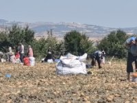 Tarlasındaki patatesleri ücretsiz dağıttı