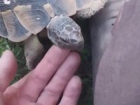 Kaplumbağa ve bahçıvanın dostluğu kıskandırdı