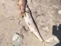 Mudanya'da kuraklık felaketi: Balıklar kıyıya vurdu