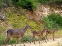 Bursa'da iki ayrı Kızıl geyik ailesi fotokapana yakalandı