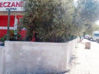 Mudanya'da zeytin ağaçları ve kaldırımı yok ettiler
