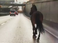 Bursa'da başıboş at trafikte tehlike saçtı