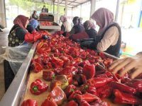 Hollanda'nın biber salçasını İnegöllü kadınlar üretiyor