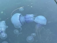 Bursa sahillerinde müsilaj başladı denizanaları öldü