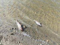 Burcun Göleti'nde korkutan balık ölümleri