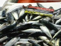 Balık fiyatları düştü, ekimde bolluk bekleniyor