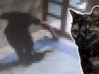 Kan donduran görüntüler gündem olmuştu! Kedi cinayetinin cezası belli oldu