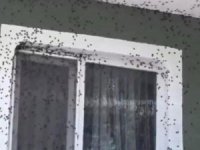 Kahverengi kokarca ev ve araçları istila etti
